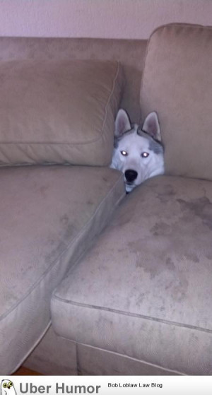 told him to get off the couch, so he got in the couch’