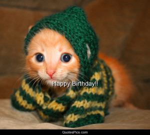 happy birthday cute kitten