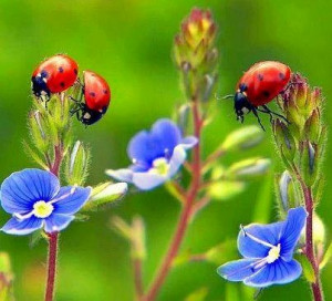 Ladybugs via Carol's Country Sunshine on Facebook