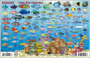 Caribbean Reef Fish