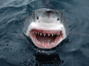 August 5, 2011 Great White Shark Smile