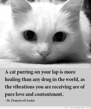 cat purring on your lap is more healing than any drug in the world ...