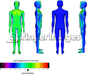of UVI levels on the body of a man standing upright facing south (180 ...