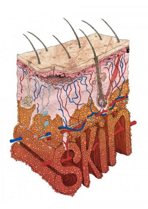 invado: Skin Cross Section