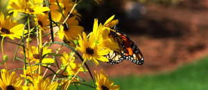 Tags: butterfly , flower , garden , yellow