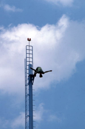 Florida Memory Credited