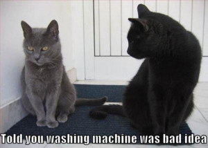 machine cat in washing machine animal hundreds of free clean funny ...
