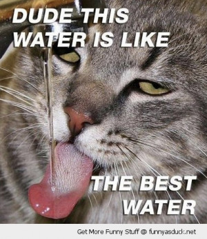 dude water best tap faucet high cat lolcat animal funny pics pictures ...