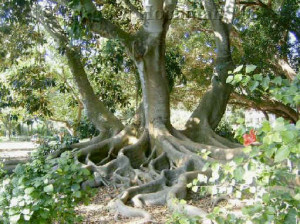tree quote - morton bay fig tree