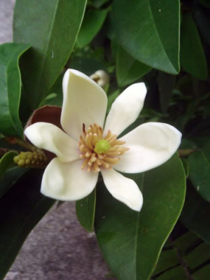 Banana shrub flower - looks like magnolia but smells like banana ...