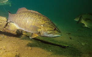 water, water temperature from pro-rating of Largemouth Bass Habitat ...