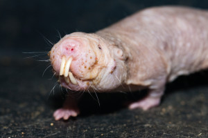 Funny Naked Mole Rat New Photos
