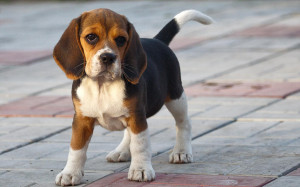 Animals___Dogs_Funny_beagle_puppy_on_the_sidewalk_049947_.jpg
