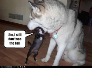 funny dogs pics cute.