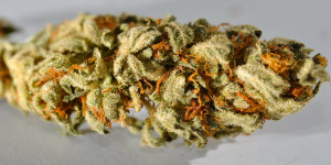 Should I stop my son smoking cannabis?