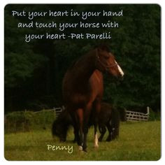 love my horses