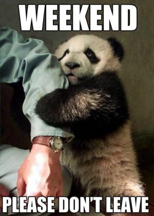 ... panda funny animal pic share this funny animal picture on facebook