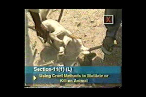 Cruelty to animals Picture Slideshow