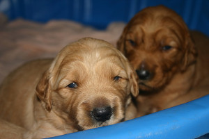 Christmas Golden Retriever puppies!-puppies-11-18-13-018-jpg