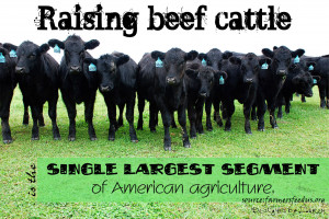 Beef Cattle Quotes