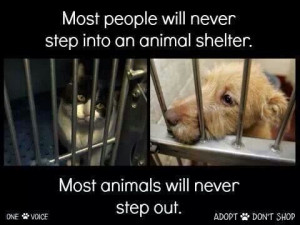 ... neuter your pets that is the only way to end unwanted pets at shelters