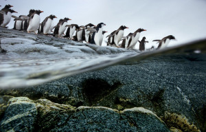 蔚为壮观的野生动物大迁徙——巴布亚企鹅 ( 2 / 13 )