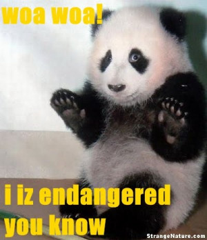 poor panda looks scared endangered panda