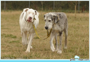 Inspiring feats - A blind dog's seeing eye dog