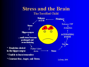 Brain development of a child constantly under stress...which leads to ...
