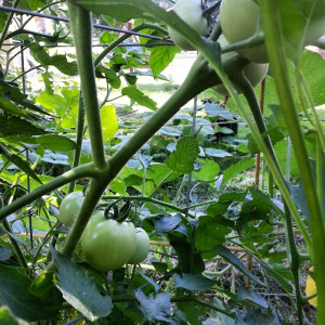 Tomatoes are looking mighty good :) #tomatoes