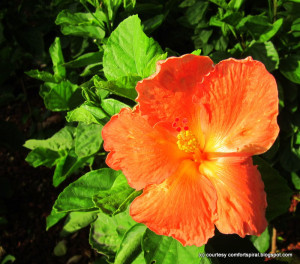 Play for her mia hamm quote wallpapers