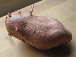 BLOG - Funny Sweet Potato