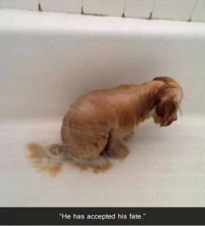 funny-picture-dog-bath-eccepted-fate