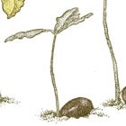 Acorn seedlings