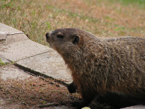 Listening to: Newsboys – I Am Free