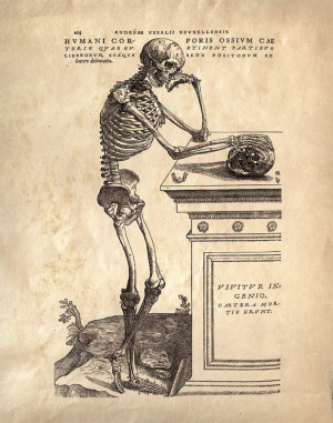 ... Anatomy. Leaning Skeleton. Human Body. Bones. Andreas Vesalius - 021
