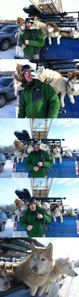 Funny Sled Dogs
