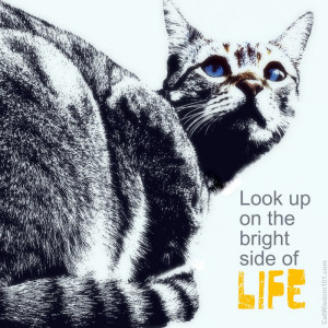 bright-side-of-life-look-up-quote-cat-art-cat-wisdom-101.jpg