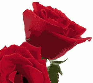 Roses have been in existence for millions of years. First domesticated ...