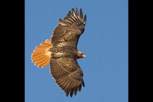 Red tailed hawk - Image of Red tailed Hawk