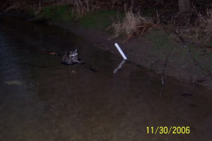 PVC set for coon - Ohio Trapping and Varmint Hunting