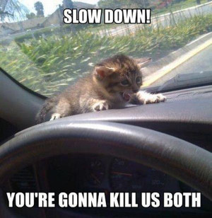 Funny animal pictures with captions, animal caption pictures, funny ...