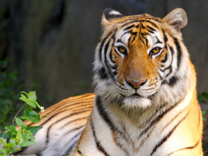 ek tha tiger white tigers wild tigers indian tigers cute tigers tiger ...