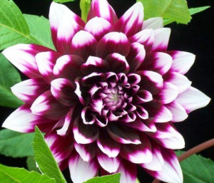 Purple and White Dahlia via Selene on Facebook