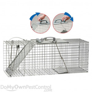 Raccoon Traps At Home Depot