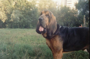 Visit bloodhounds.narod.ru