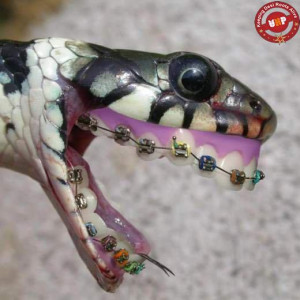 waraich funny snake funny snake attached images