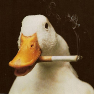 鸭子抽烟酷劲十足 盘底全球搞笑动物图集(组图)