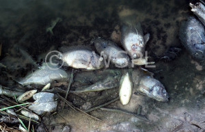 pollution fish fishes dead dead animal dead animals pollution