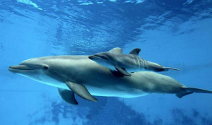 Link: Listado de avistamiento de Delfines en el Pacífico (Pdf)